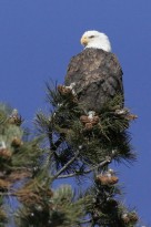 Eagles & Ice Tour - Eleven Mile Canyon: January 8, 2011